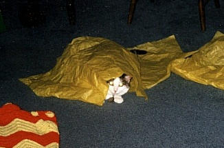 Hiding/playing in tissue paper.